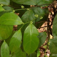 Dichapetalum zeylanicum Kosterm.